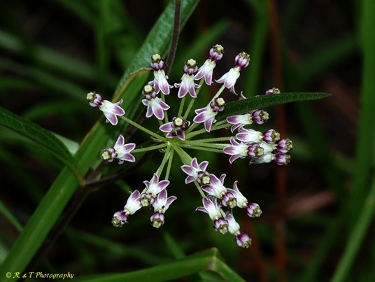 {Asclepias longifolia}